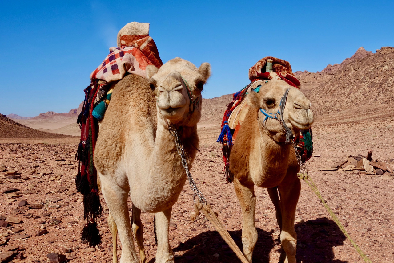 Camel tour wadi rum desert 3 days