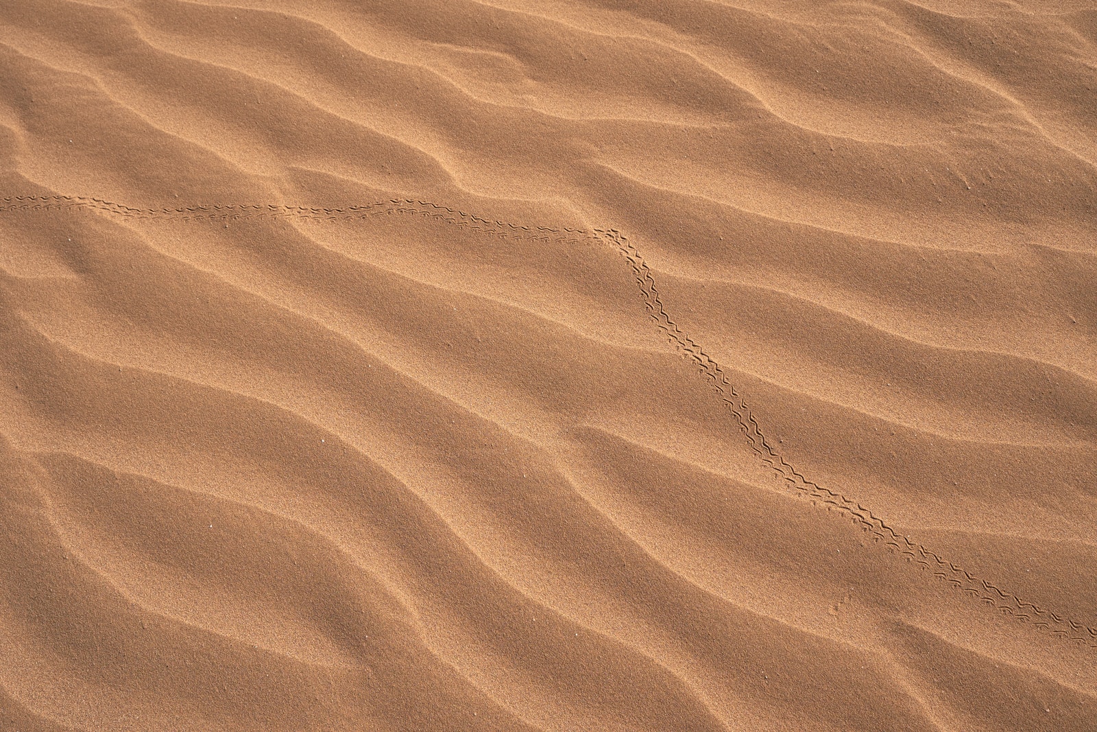 Wadi Rum desert sand dune