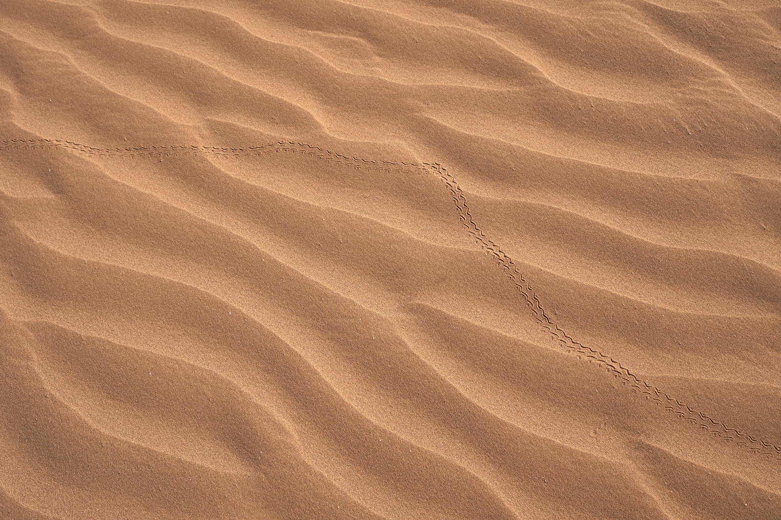 Photo par Wolfgang Hasselmann Wadi Rum desert sand dune